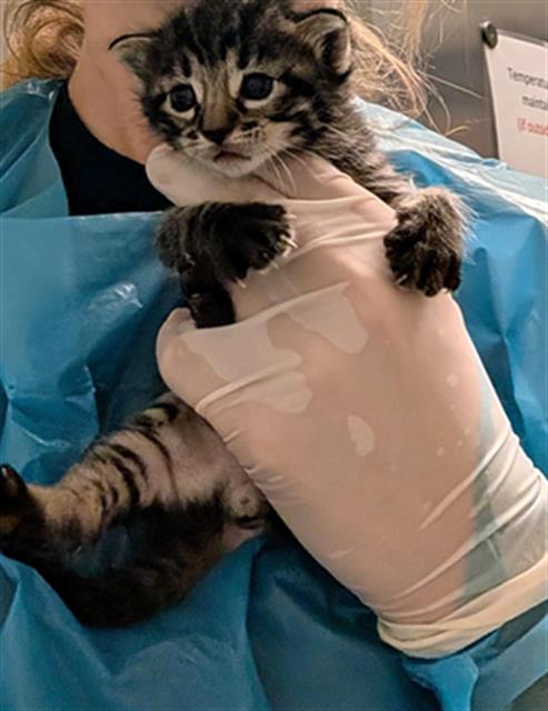 Bumble Kit