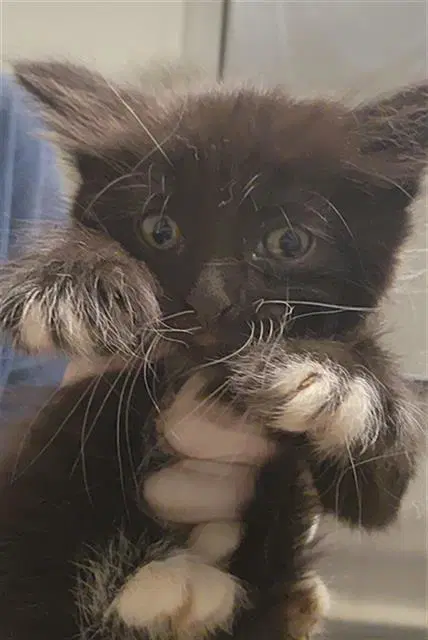 Unknown - Domestic Long Hair