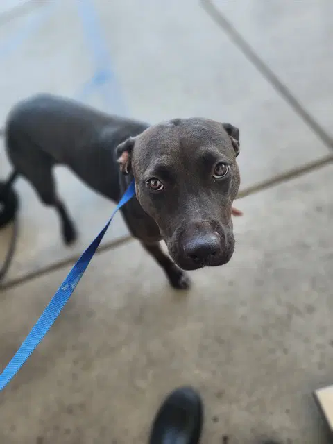 Piper - Pit Bull Terrier