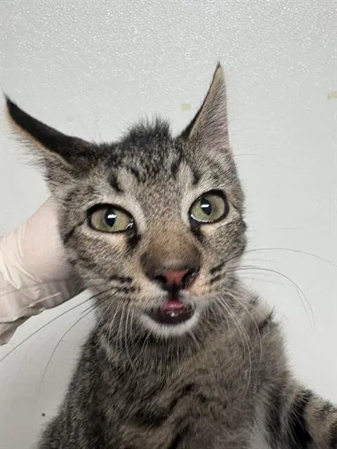 Dan - Domestic Short Hair