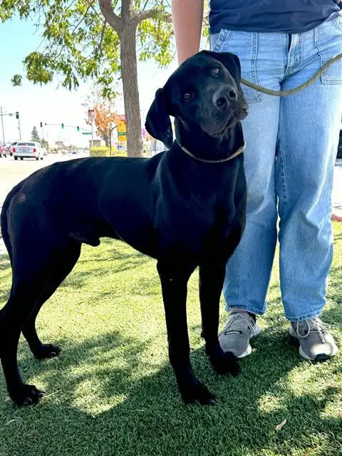 Jay - Labrador Retriever