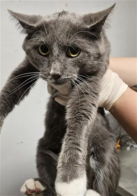 Jerbear - Domestic Short Hair