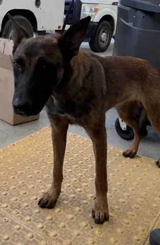 Brutus - Belgian Shepherd Malinois