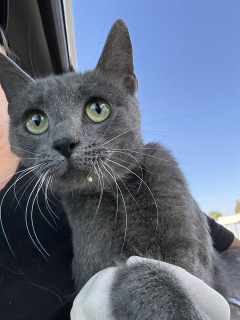 picture of the cat needing adoption