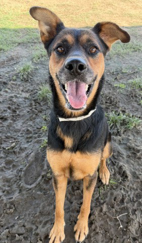 picture of the dog needing adoption