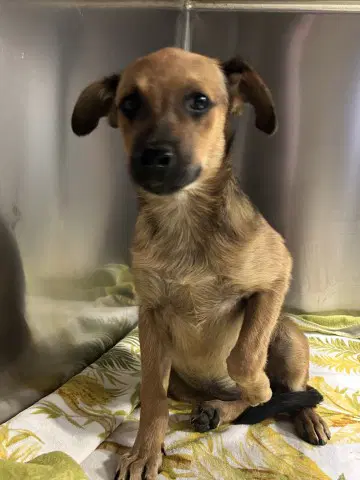 Alexi - Chihuahua