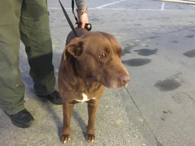 Kitsoune - Labrador Retriever