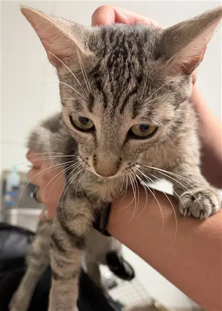 Queen Of Hearts - Domestic Short Hair