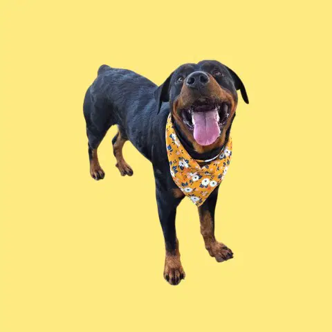 Dottie - Rottweiler