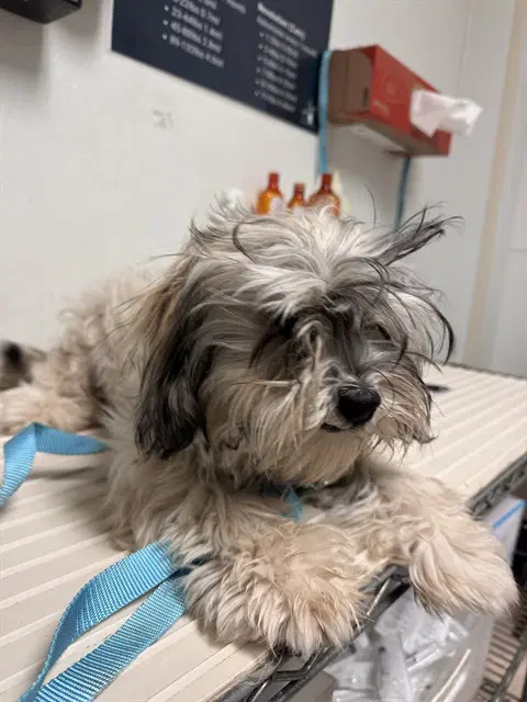 Mimi - Shih Tzu