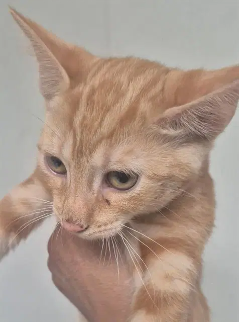 Unknown - Domestic Short Hair