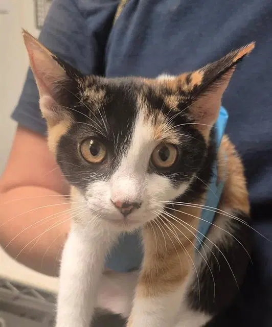 Lillith - Domestic Short Hair