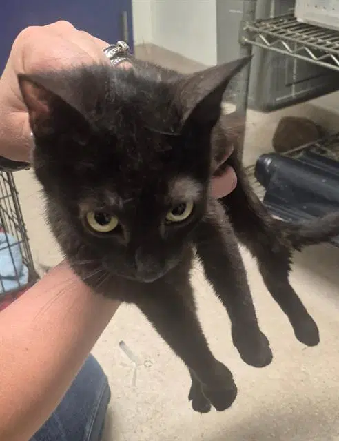 Muffins - Domestic Short Hair