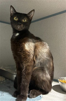 picture of the cat needing adoption