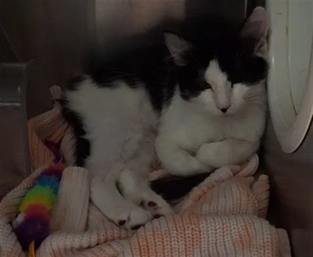 Juliet - Domestic Short Hair