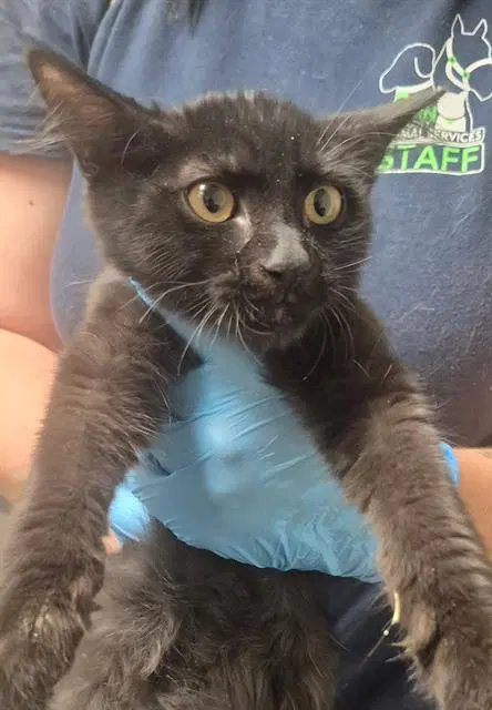 Unknown - Domestic Short Hair