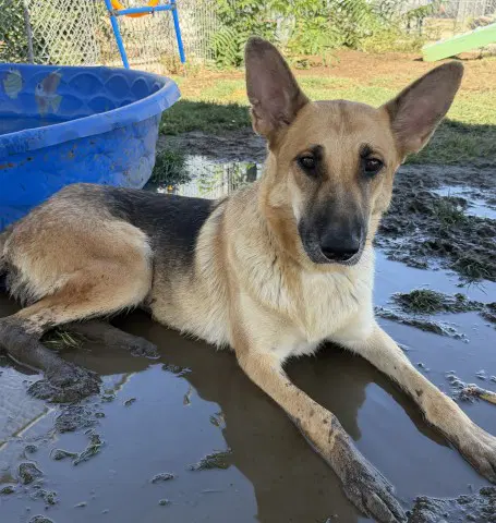 Veronica - German Shepherd Dog