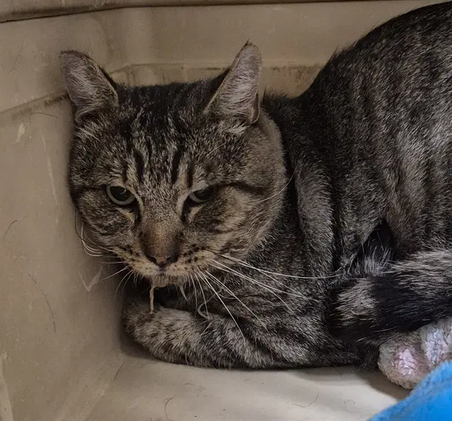 Rabbit - Domestic Short Hair