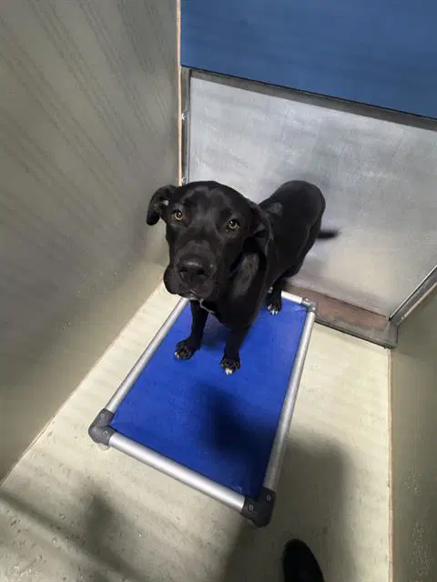 Moon - Labrador Retriever