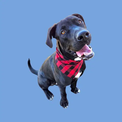 Moon - Labrador Retriever