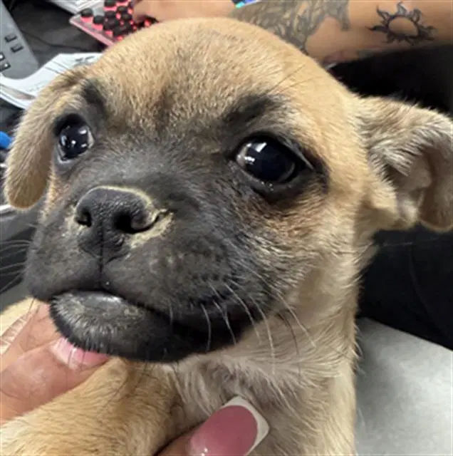 Unknown - Pug