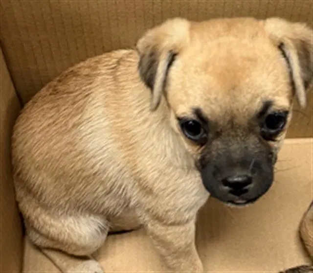 Unknown - Pug