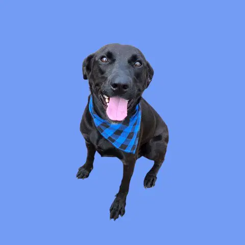 Baloo - Labrador Retriever