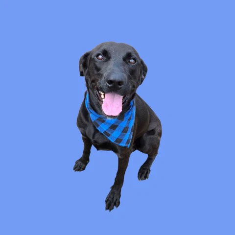 Baloo