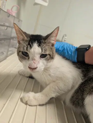 Tucker - Domestic Short Hair