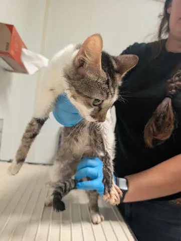 Tunnie - Domestic Short Hair