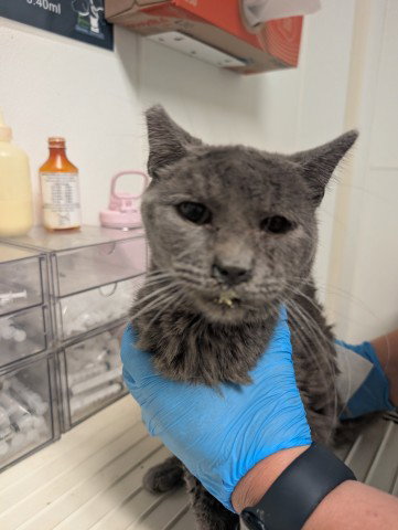 *TUNIC, a cat for adoption from Kern Co Animal Control Dept - Bakersfield