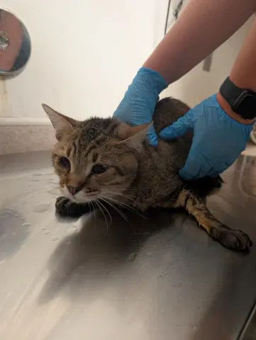 Tupper - Domestic Short Hair