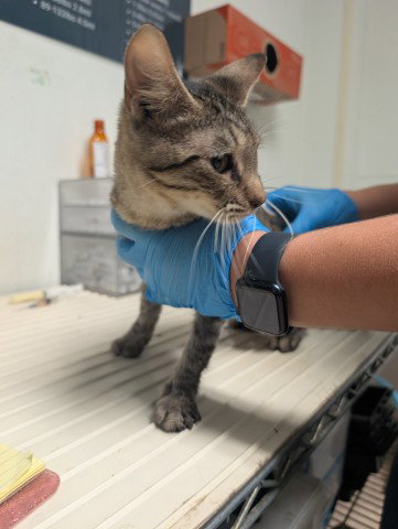 picture of the cat needing adoption