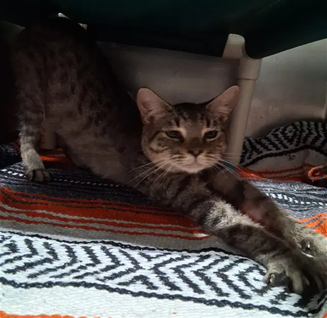 Toodles - Domestic Short Hair