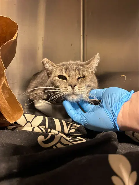 Topples - Domestic Short Hair