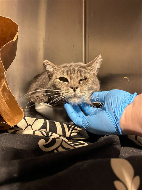 picture of the cat needing adoption