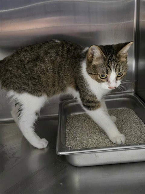 picture of the cat needing adoption