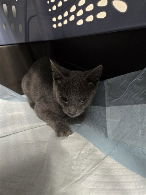 picture of the cat needing adoption