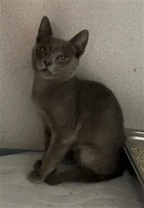 Unknown - Domestic Short Hair