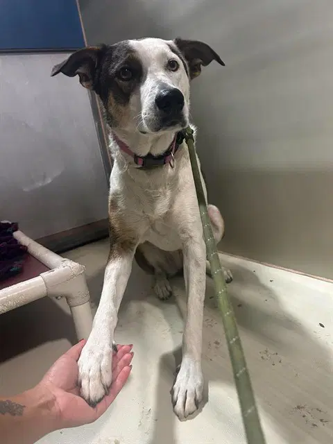 Lilly - Border Collie
