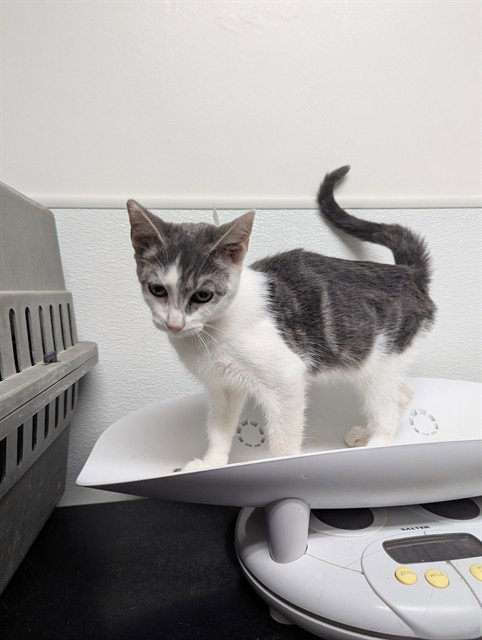 picture of the cat needing adoption