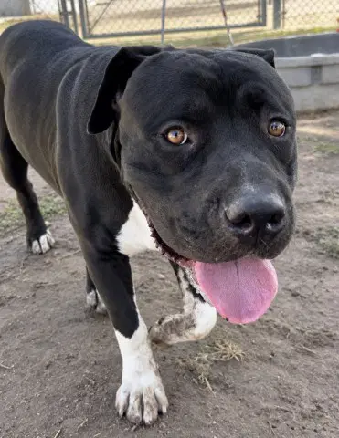 Feather - Cane Corso Mastiff