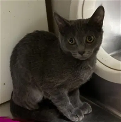 Miley - Domestic Short Hair