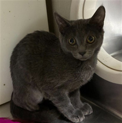 picture of the cat needing adoption