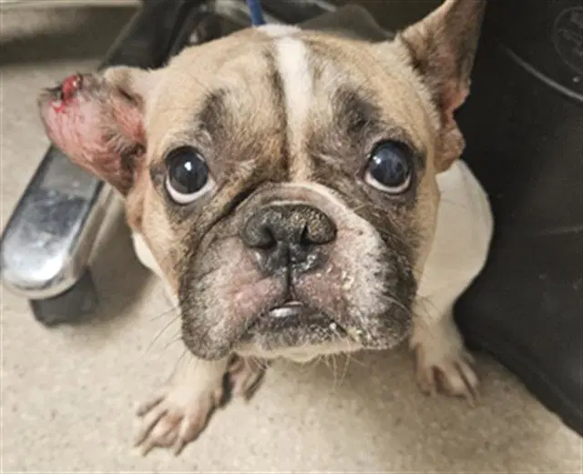 Hope - French Bulldog