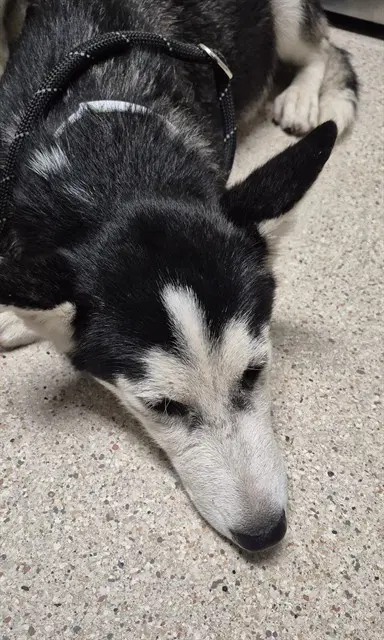 Indy Rae - Siberian Husky