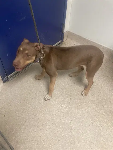 London - Pit Bull Terrier