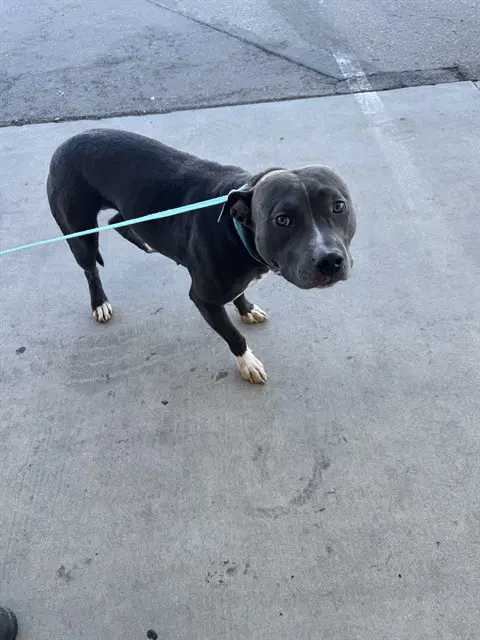 Pearl - American Staffordshire Terrier