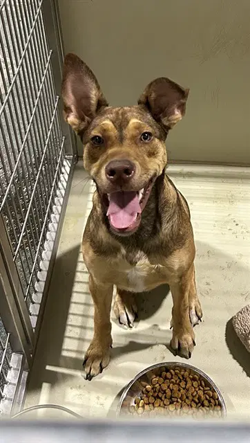 Brownie - Pit Bull Terrier