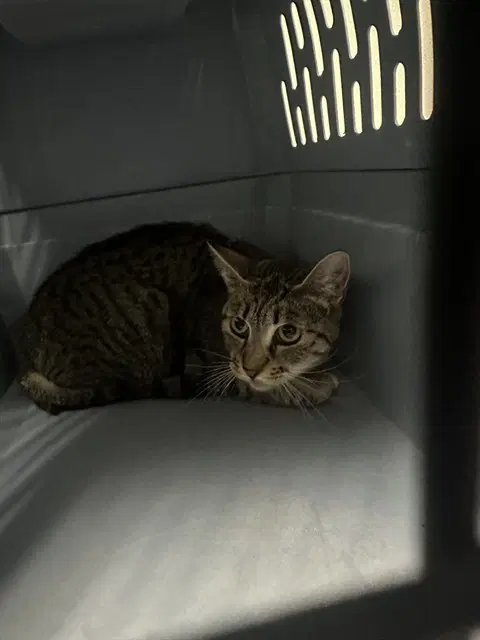 Beth - Domestic Short Hair